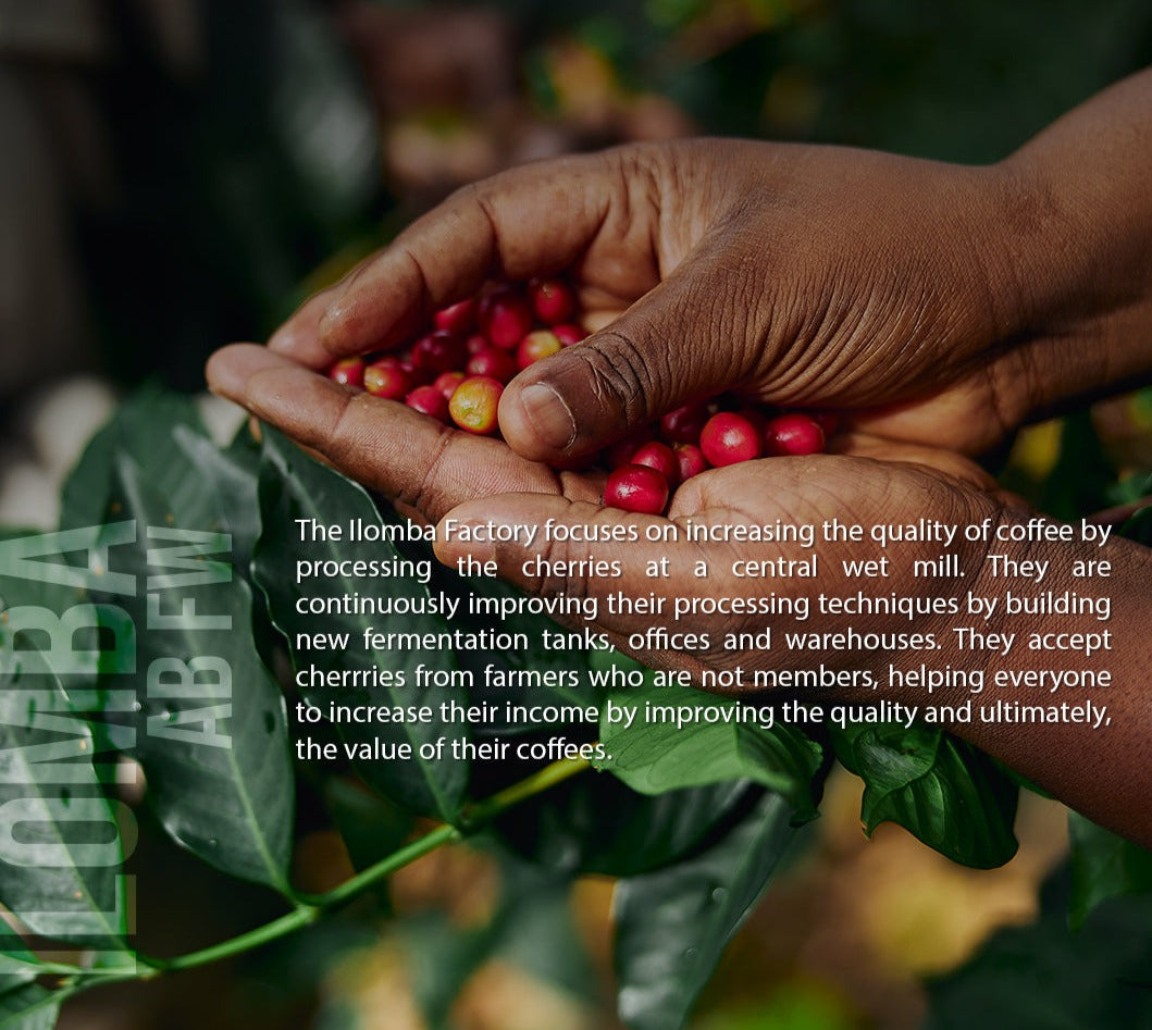 Vulcan Roastery - Ilomba Tanzania