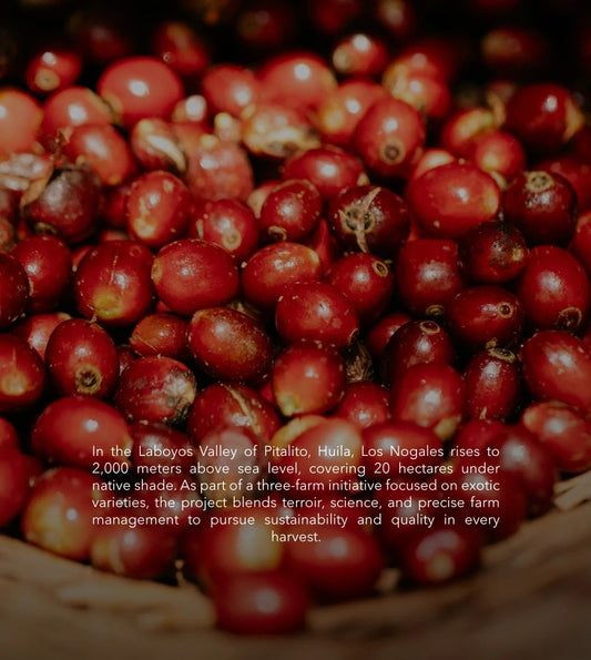 Colombia - Los Nagales (Decaf) (Vulcan)