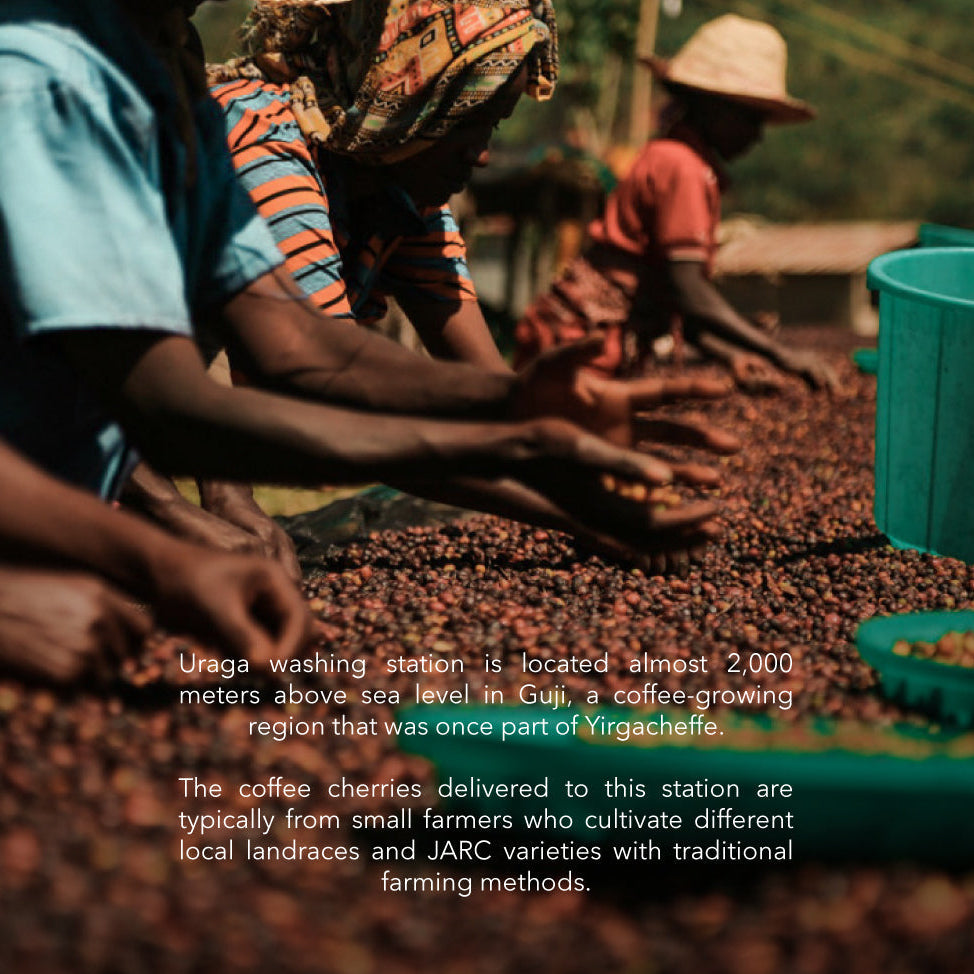 Ethiopia - Guji Uraga (Vulcan)