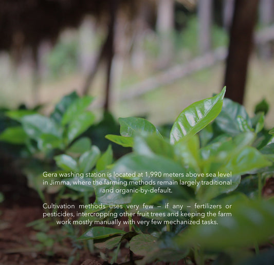 Ethiopia Gera Jimma (Vulcan)