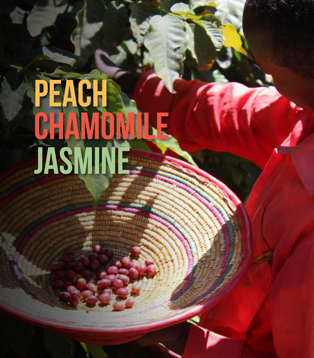 Gera Jimma - Gesha Natural (Vulcan)