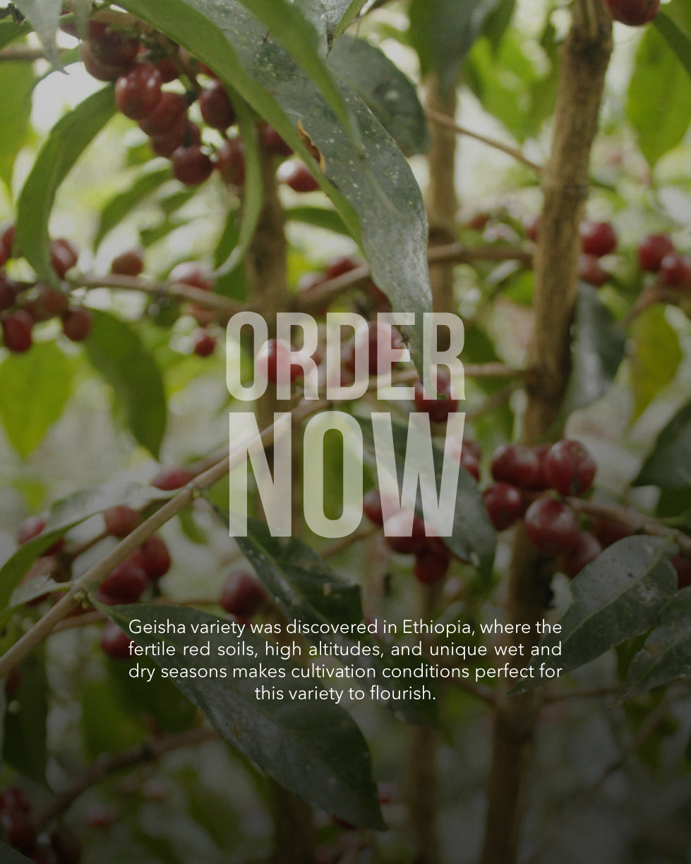 Gera Jimma - Gesha Natural (Vulcan)