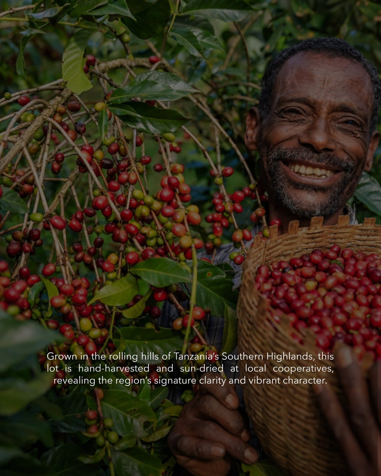 تنزانيا – كورونغو – معالجة مغسولة (فولكان)