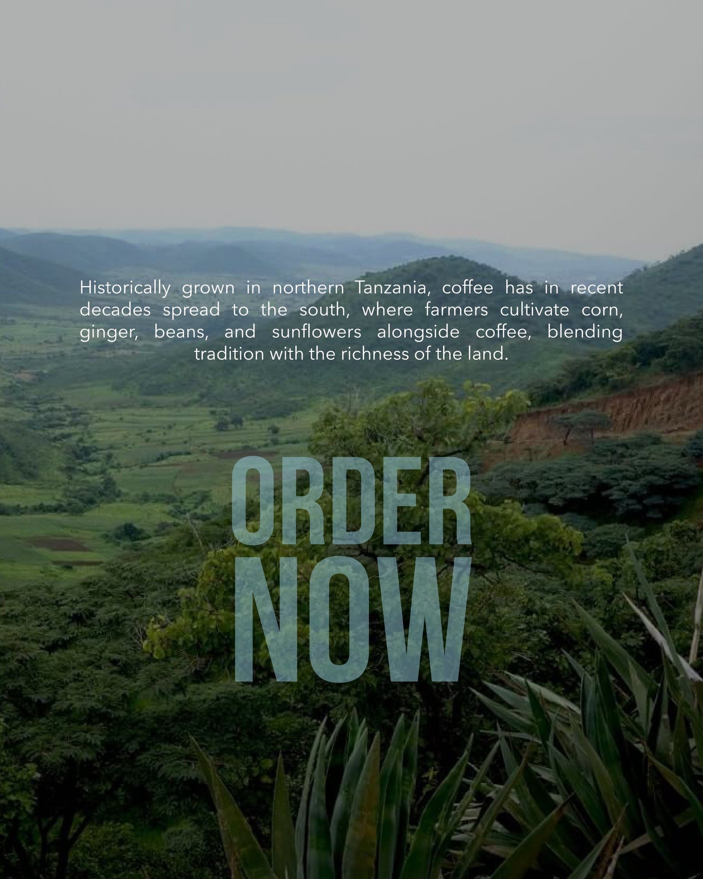 تنزانيا – كورونغو – معالجة مغسولة (فولكان)