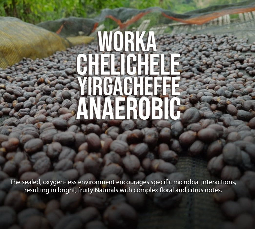 Ethiopia - Worka Chelichele - Natural Anaerobic